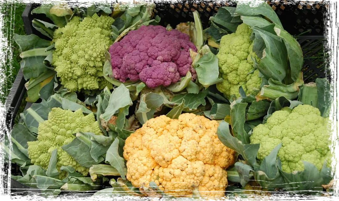 Cavolfiori Cavolfiori