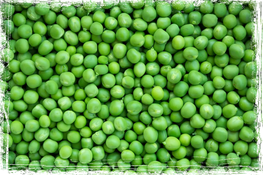 Pisello Pisello
