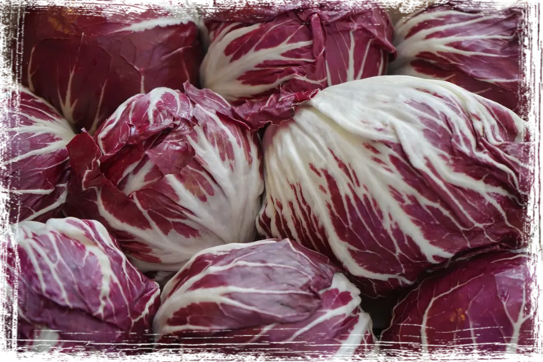 Radicchio di Chioggia IGP Radicchio di Chioggia IGP