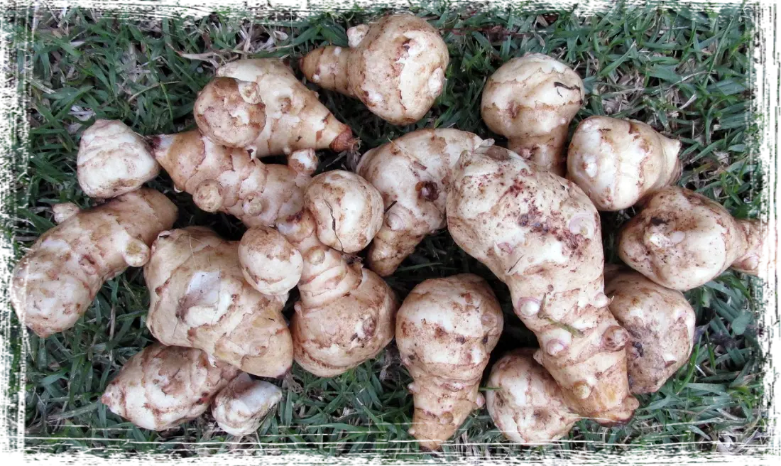 Topinambour Topinambour