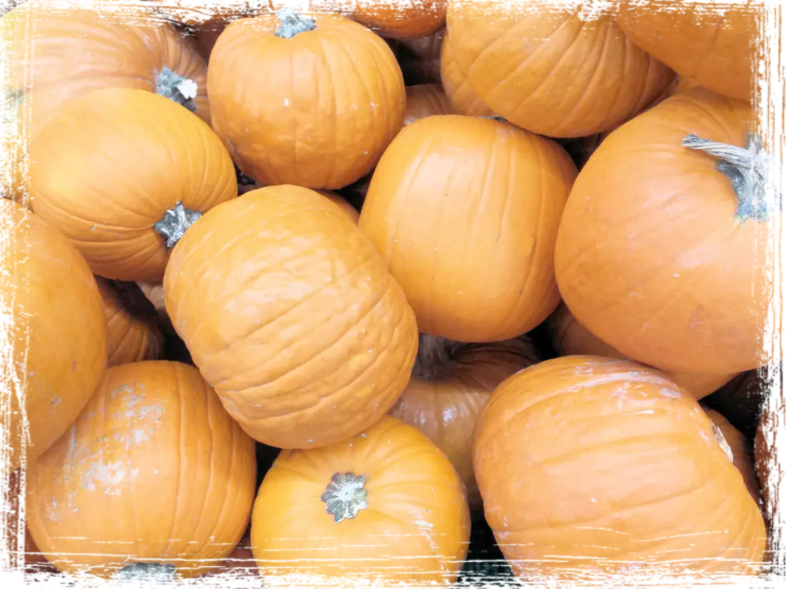 Zucca Zucca