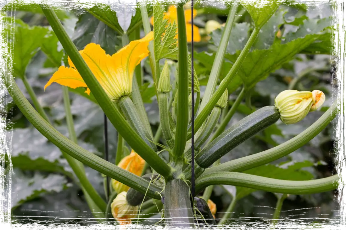zucchine zucchine